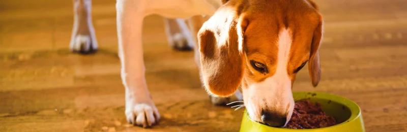 宠物喂养 Pet Feeding