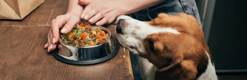 宠物美食 Pet cuisine