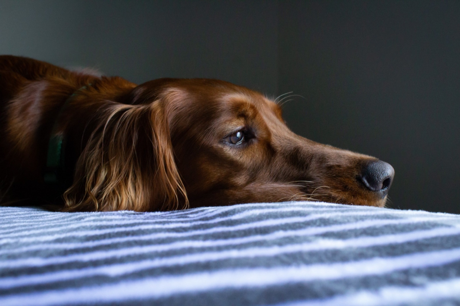 宠物抑郁 Pet depression