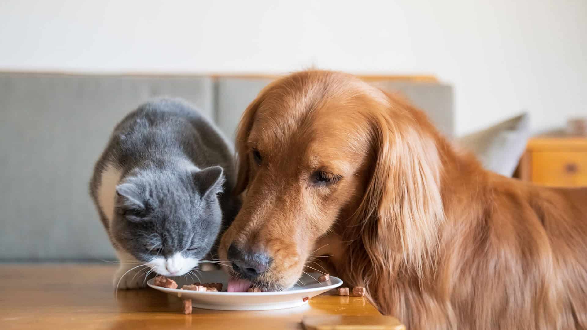 宠物饮食 Pet diet