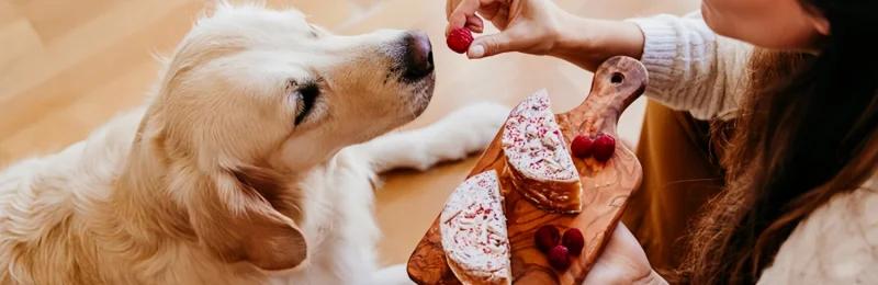 宠物饮食 Pet diet