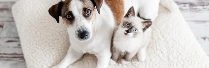 宠物保险 Pet insurance