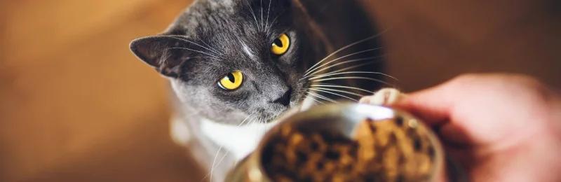宠物挑食 Pet picky eaters