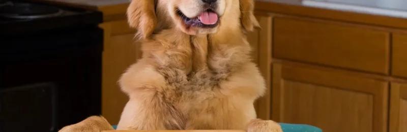 宠物零食 Pet snacks
