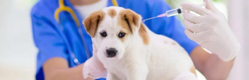 宠物疫苗 Pet vaccine