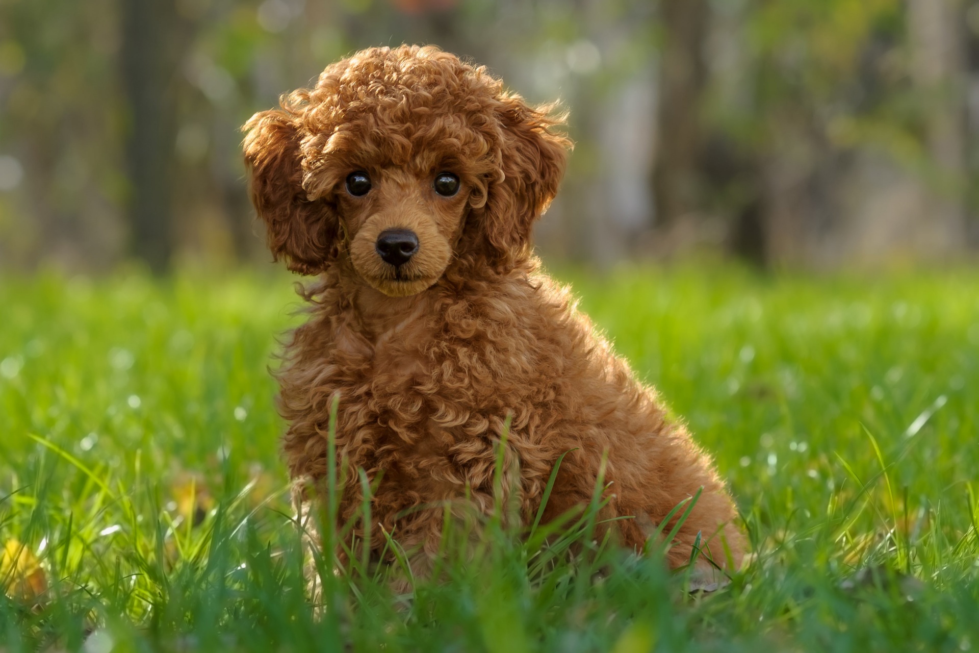 贵宾犬 Poodle