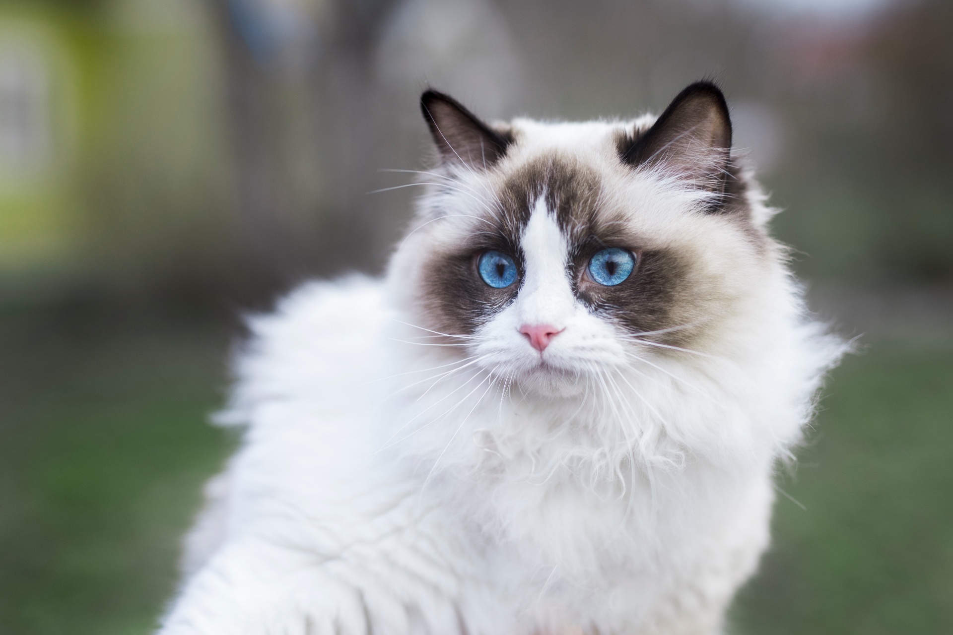 布偶猫 Ragdoll