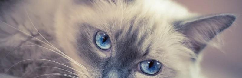 布偶猫 Ragdoll
