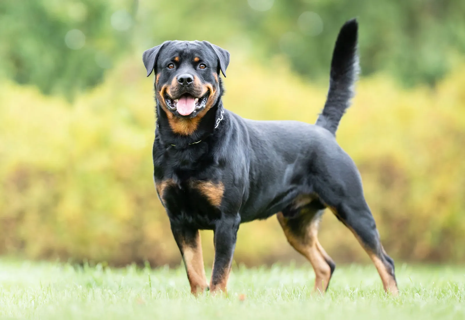 罗威纳犬 Rottweiler