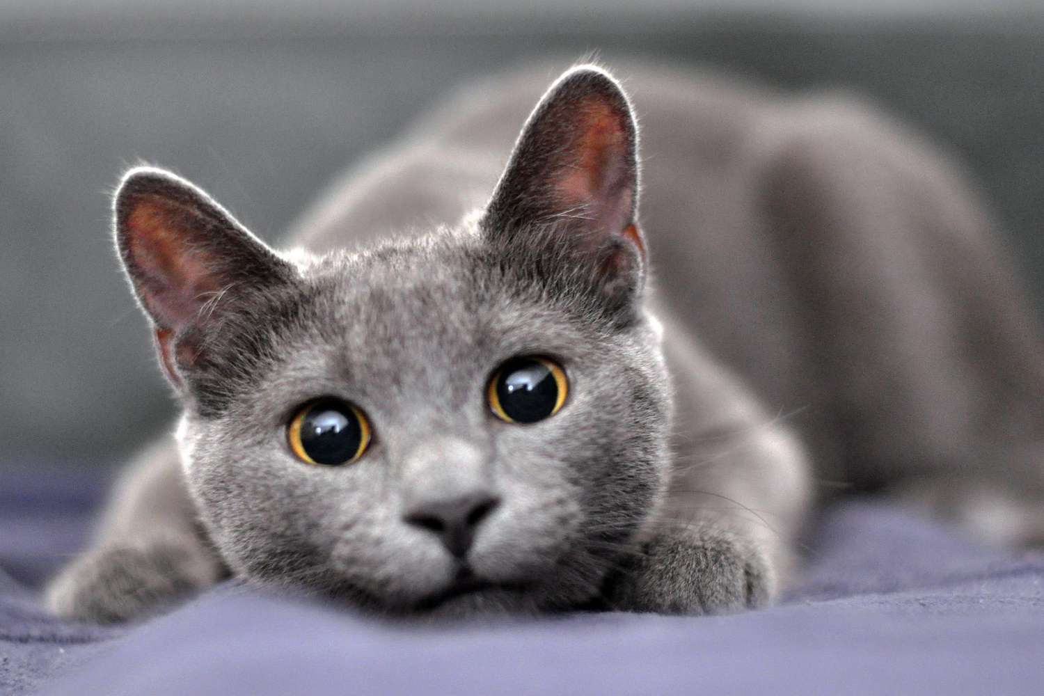 俄罗斯蓝猫 Russian Blue