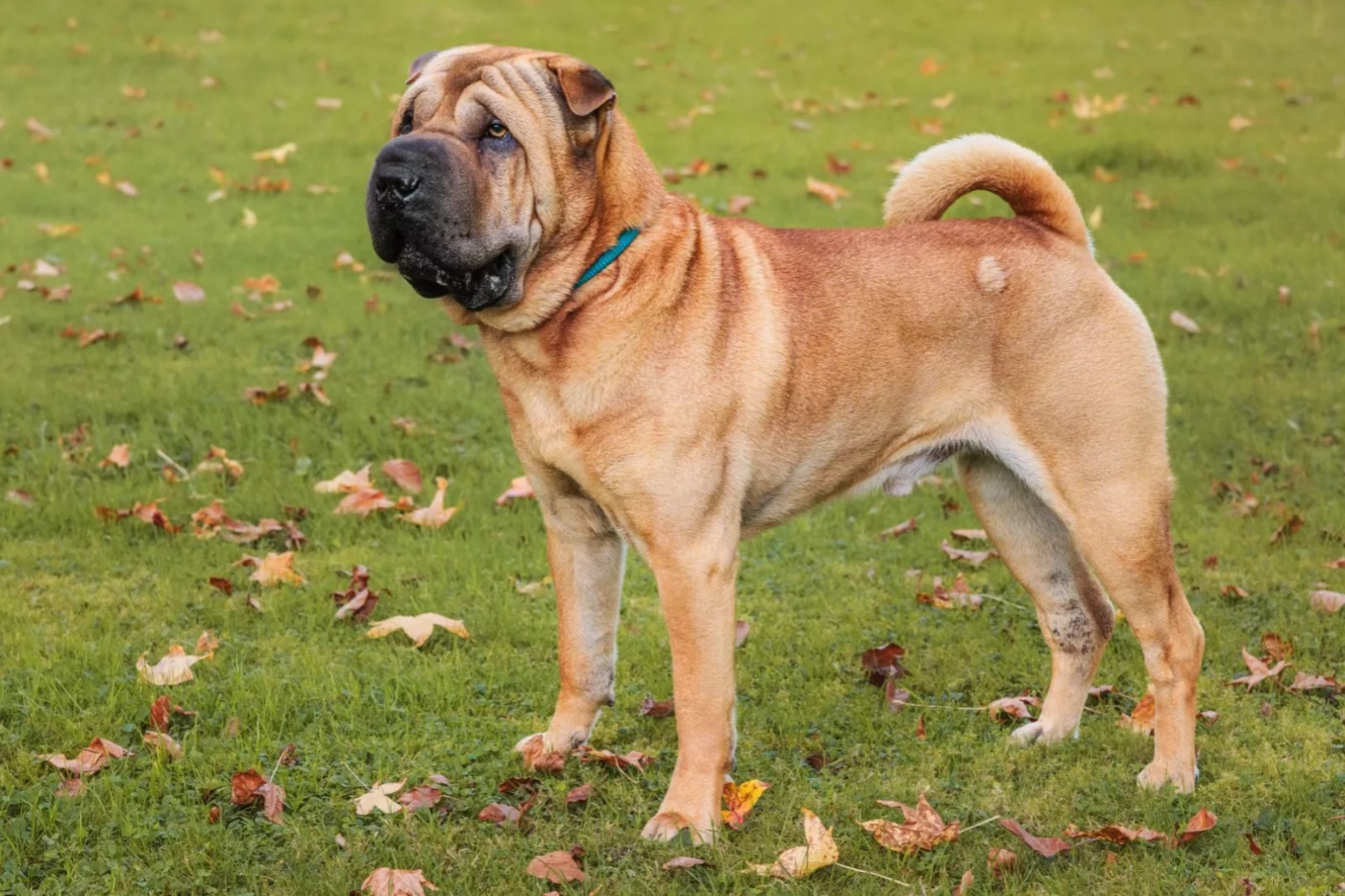 鬃毛沙皮犬 Shar Pei