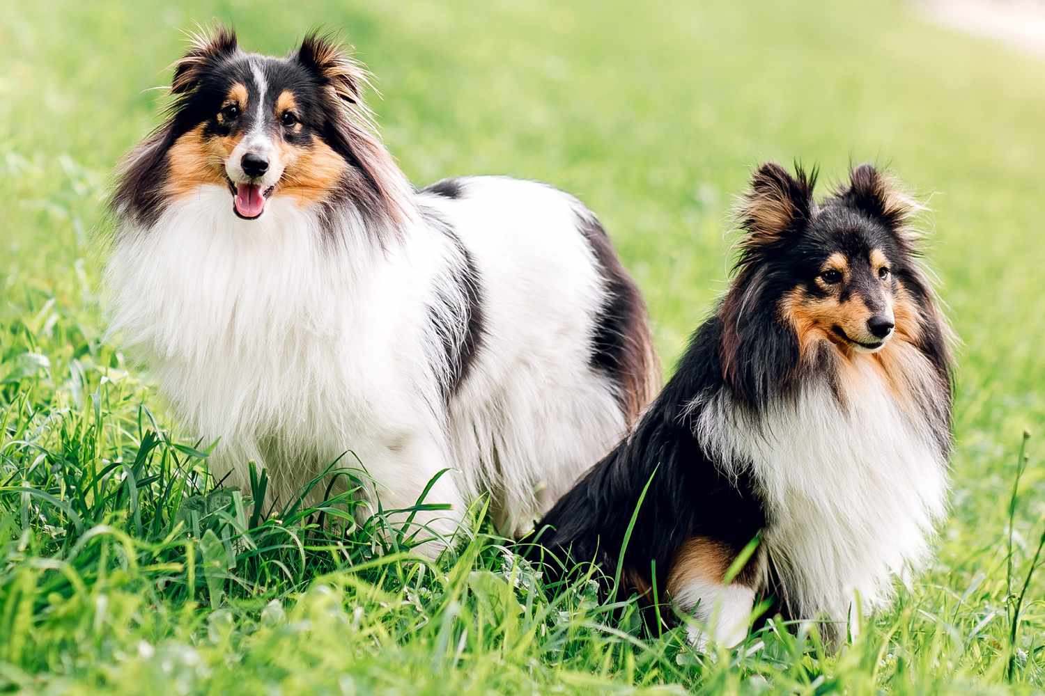 喜乐蒂牧羊犬 Shetland Sheepdog