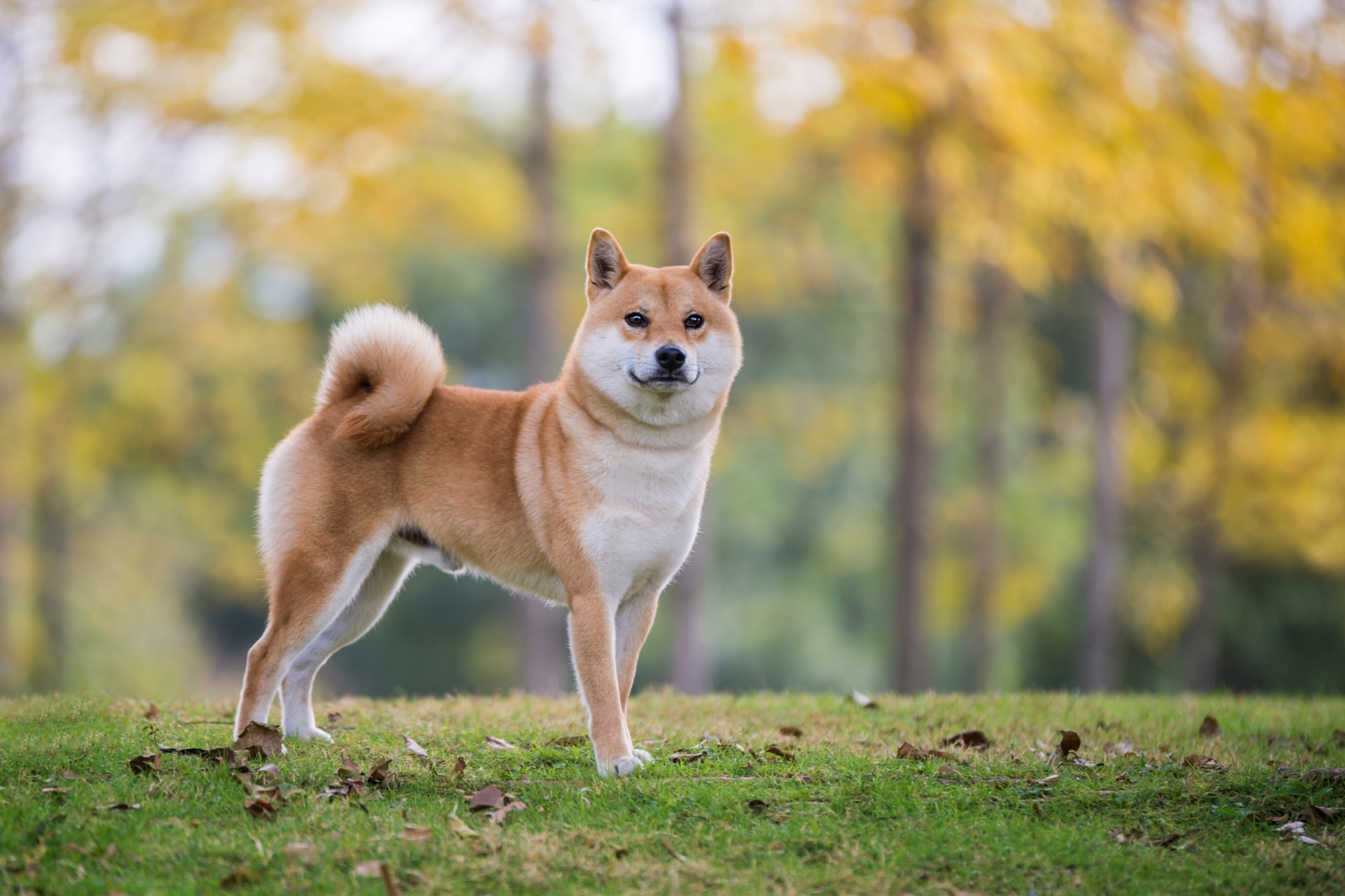 柴犬 Shiba Inu