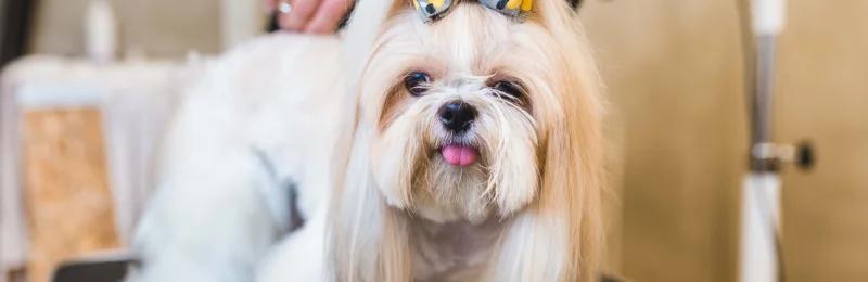 西施犬 Shih Tzu