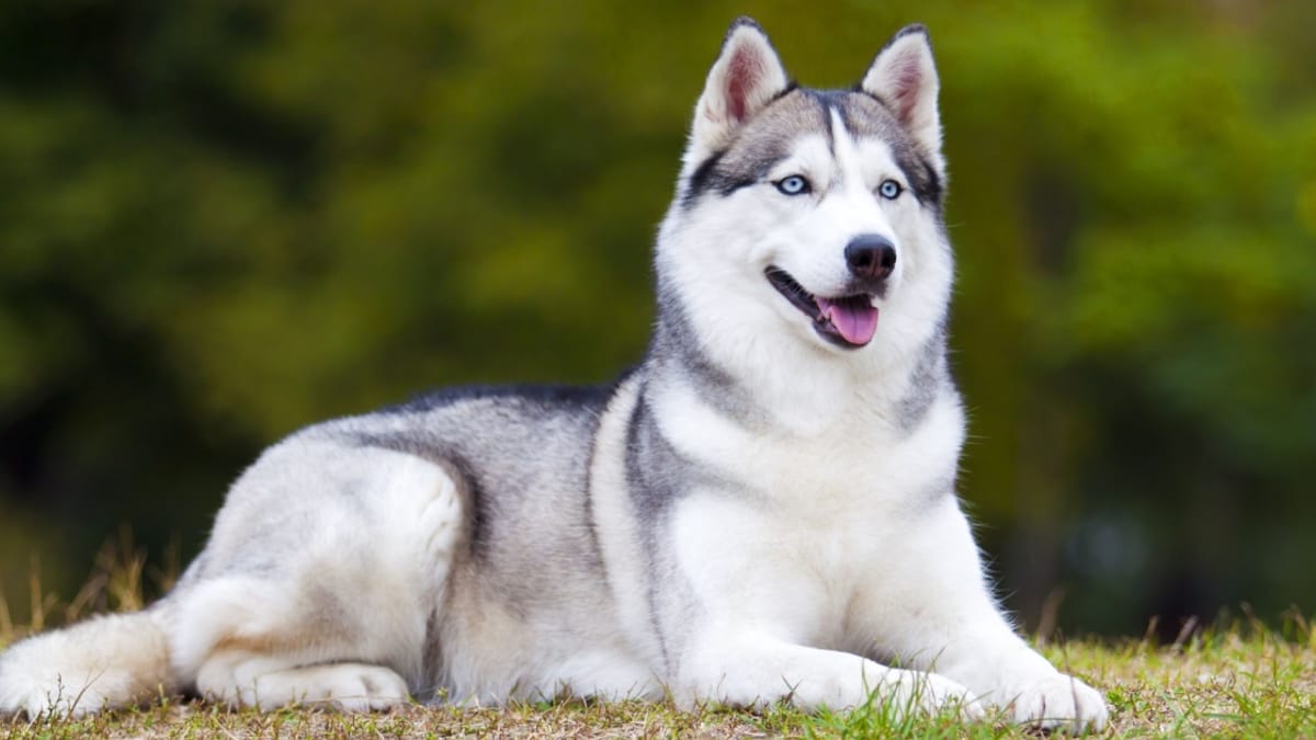 哈士奇 Siberian Husky