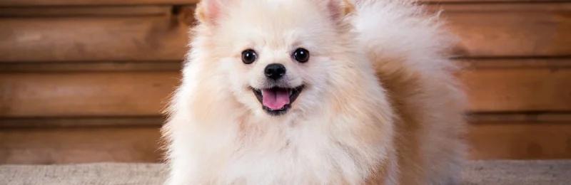 小型犬 Small Dog