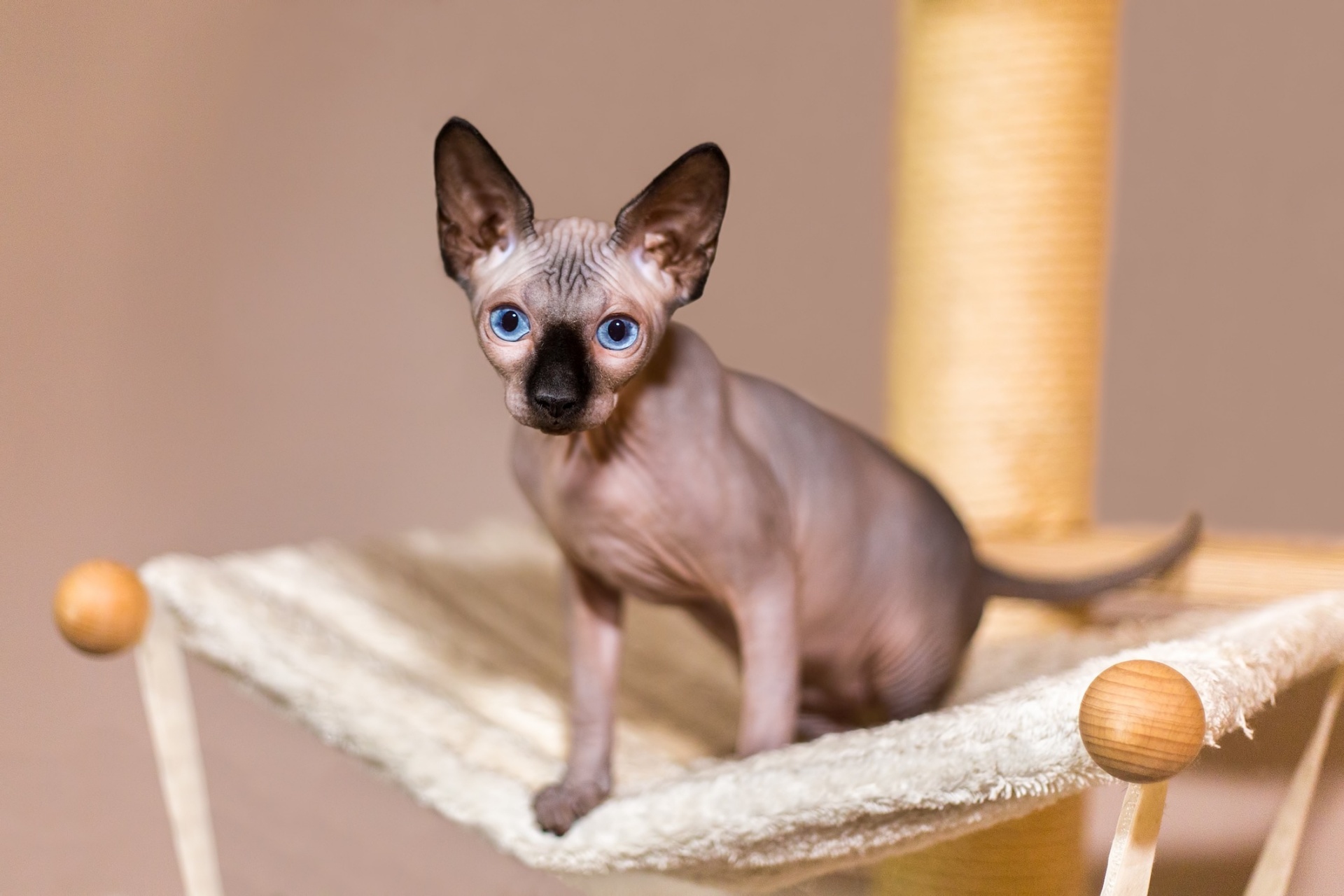 斯芬克斯猫 Sphynx