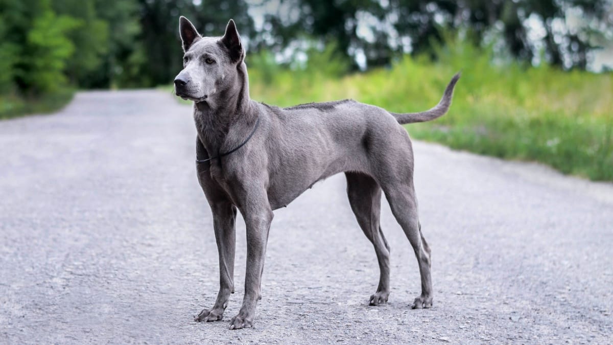 布鲁克林犬 Thai Ridgeback Dog