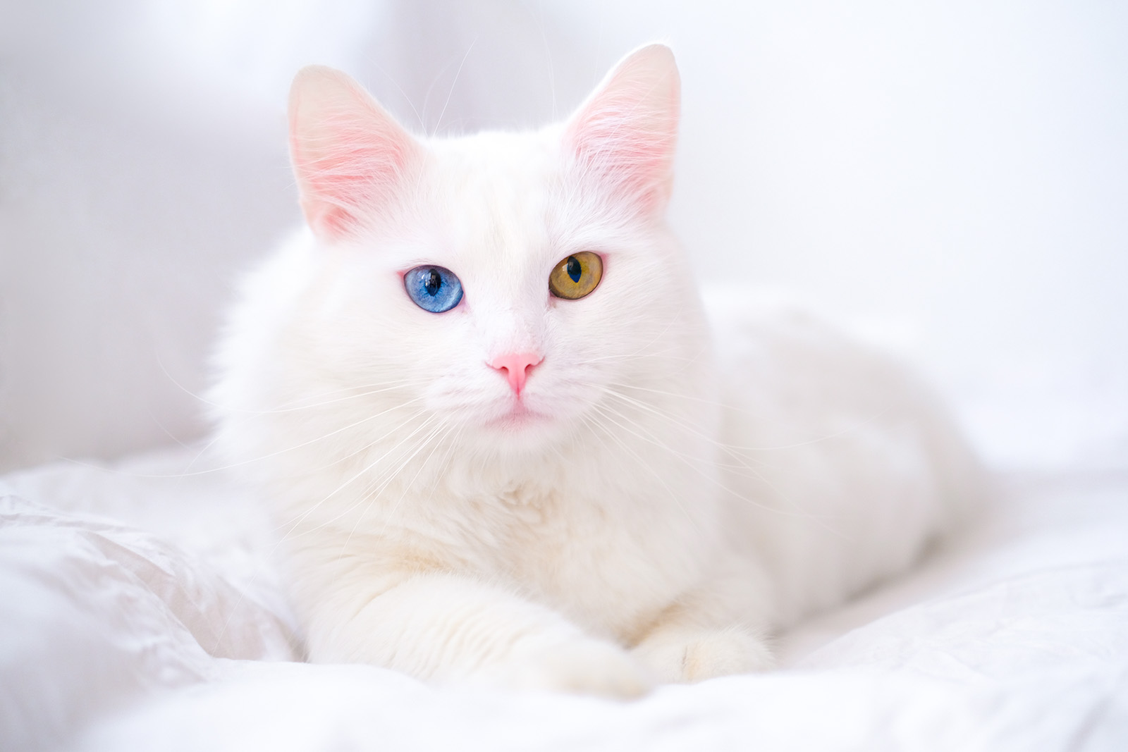 土耳其安哥拉猫 Turkish Angora