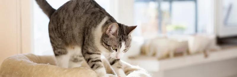 猫咪 cat
