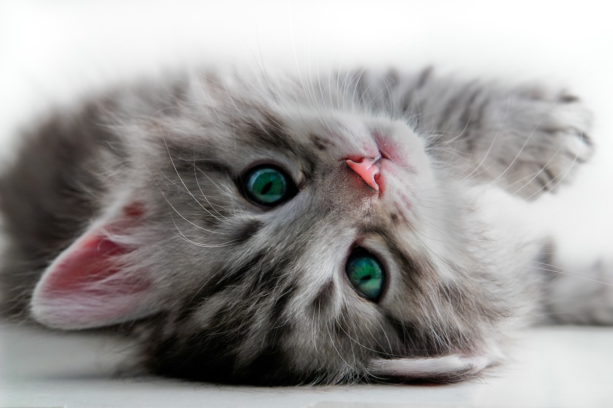 猫咪 cat