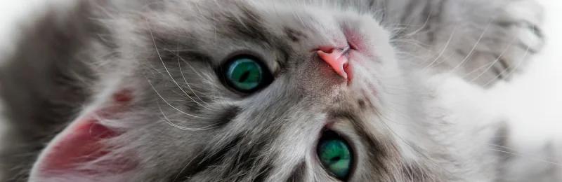猫咪 cat