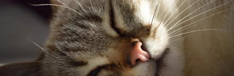 猫 cat