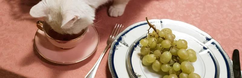 猫 cat
