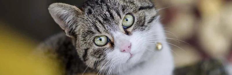 猫咪 cat