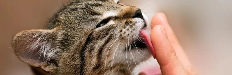 猫 cat