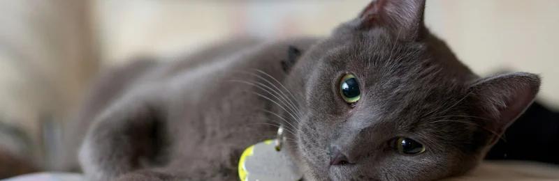 猫咪 cat