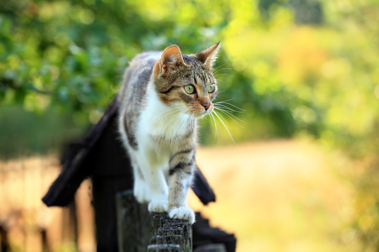 猫咪 cat