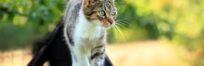 猫咪 cat