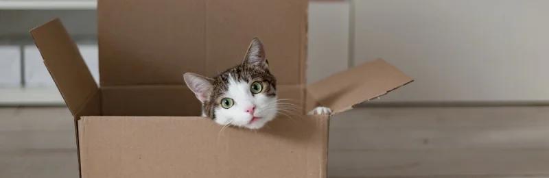 猫 cat