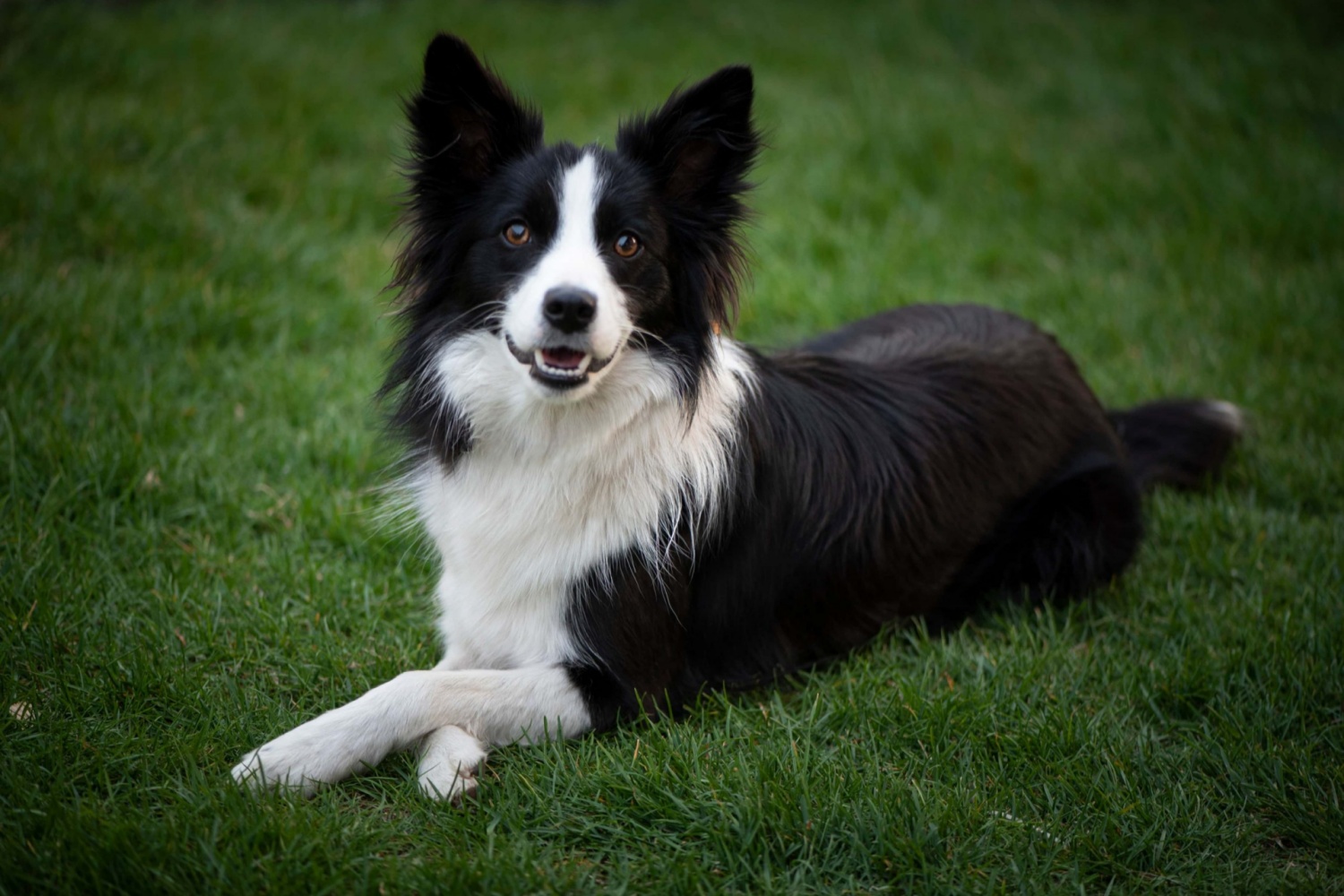 牧羊犬 collie