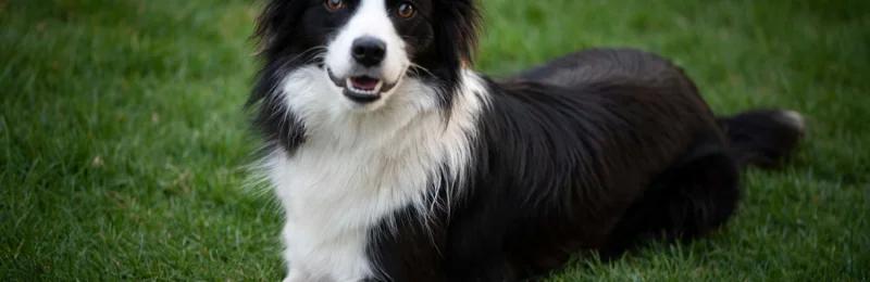 牧羊犬 collie