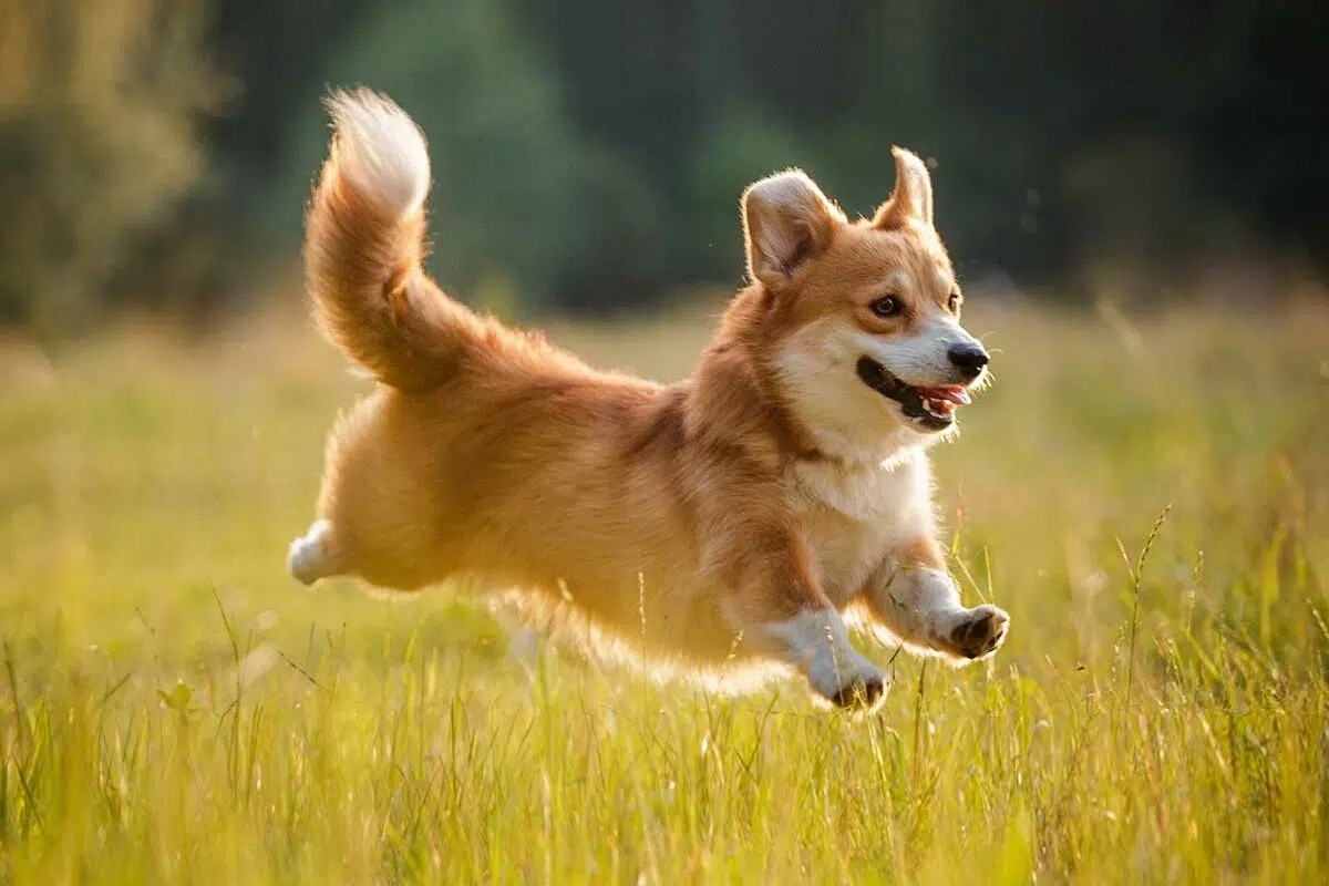 柯基犬 corgi