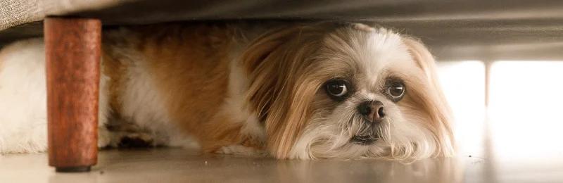 狗狗 dog