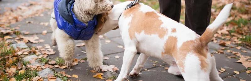 狗狗 dog