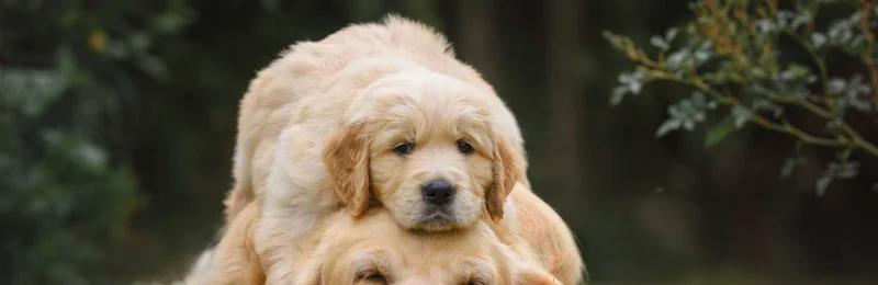 狗狗 dog