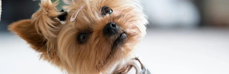 狗狗 dog