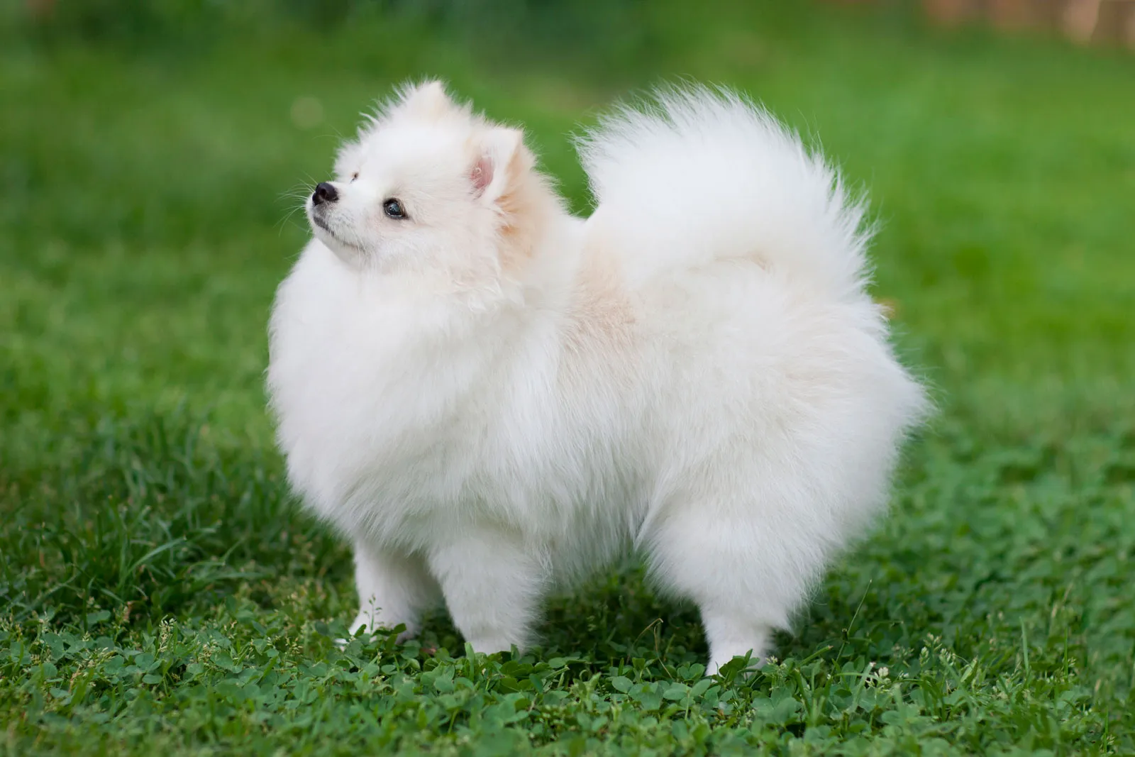 博美犬 pomeranian