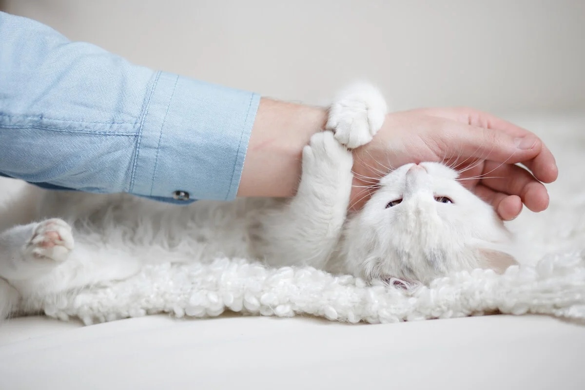 猫咬人 Cat bites people