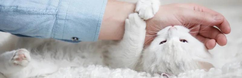 猫咬人 Cat bites people