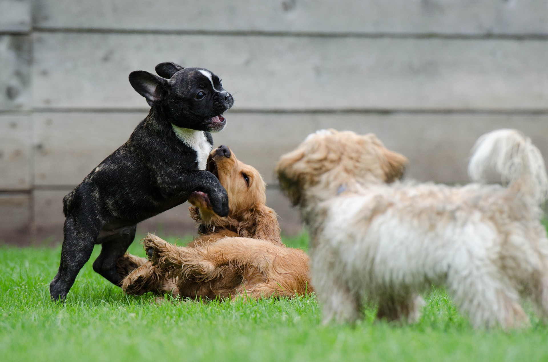 狗狗玩耍 Dogs playing