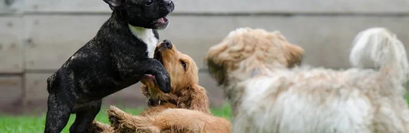 狗狗玩耍 Dogs playing