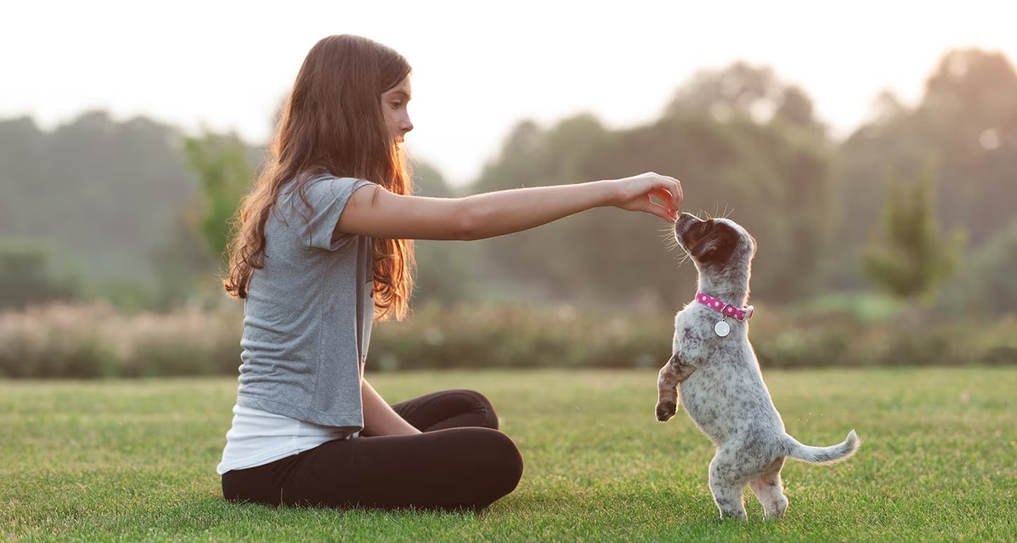 宠物训练 PET TRAINING
