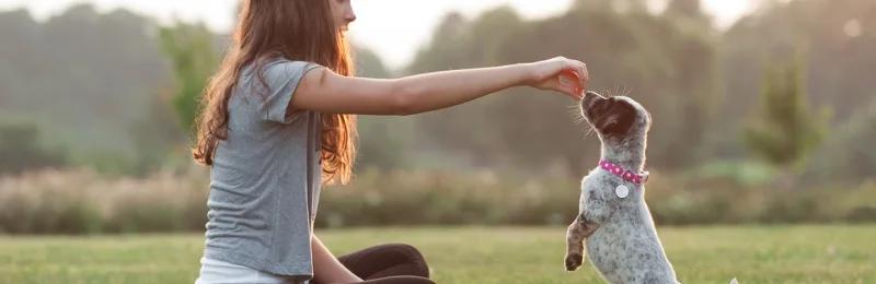 宠物训练 PET TRAINING