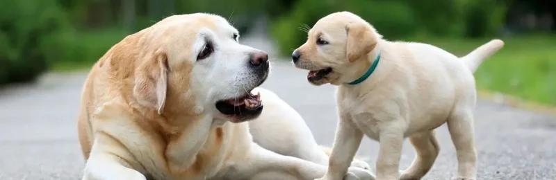 狗狗 dog