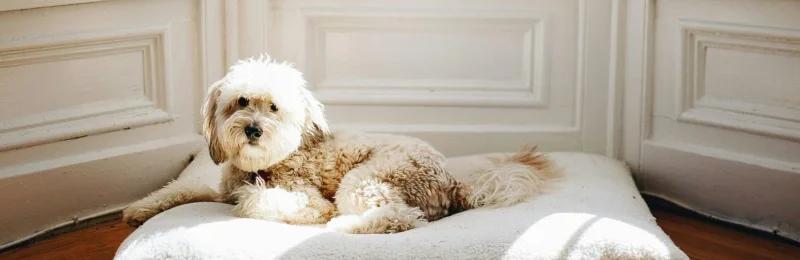狗狗 dog